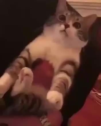 gif animata