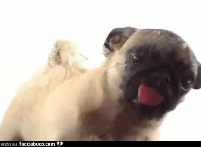 gif animata
