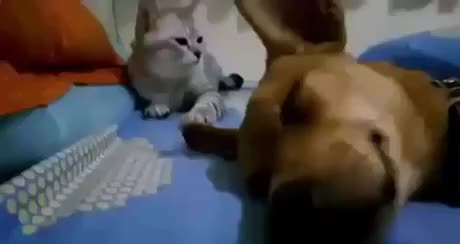 gif animata