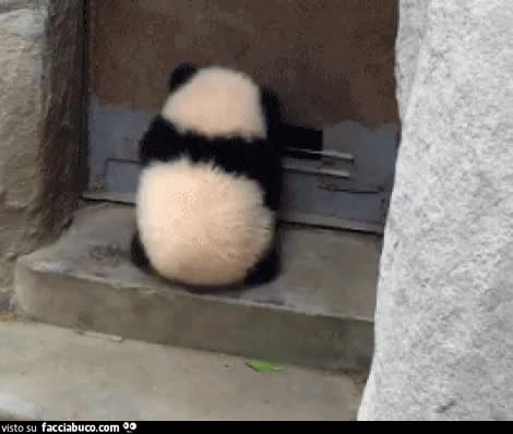 gif animata