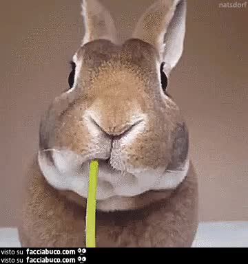 gif animata