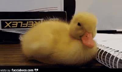 gif animata