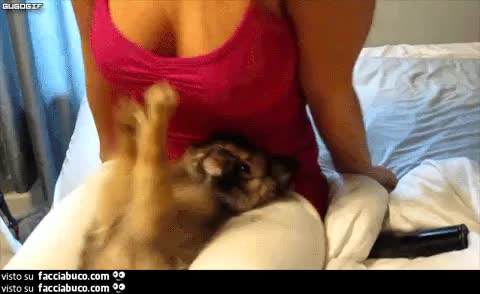 gif animata